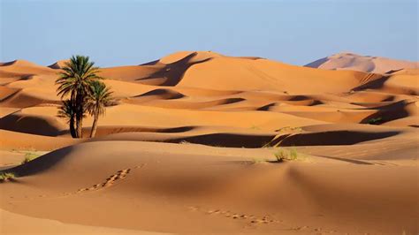 saharasdessert|Le désert du Sahara : biodiversité, menaces, et。